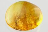 Detailed Fossil Wasp (Electroteleia) in Baltic Amber #372520-1